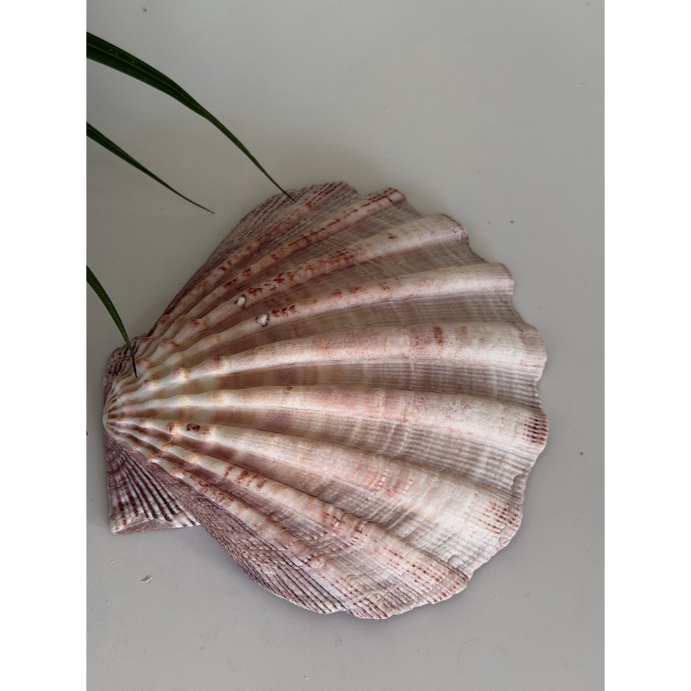 Natural 5" Purple Scallop Seashell Ocean Beach Coastal Decor Specimen